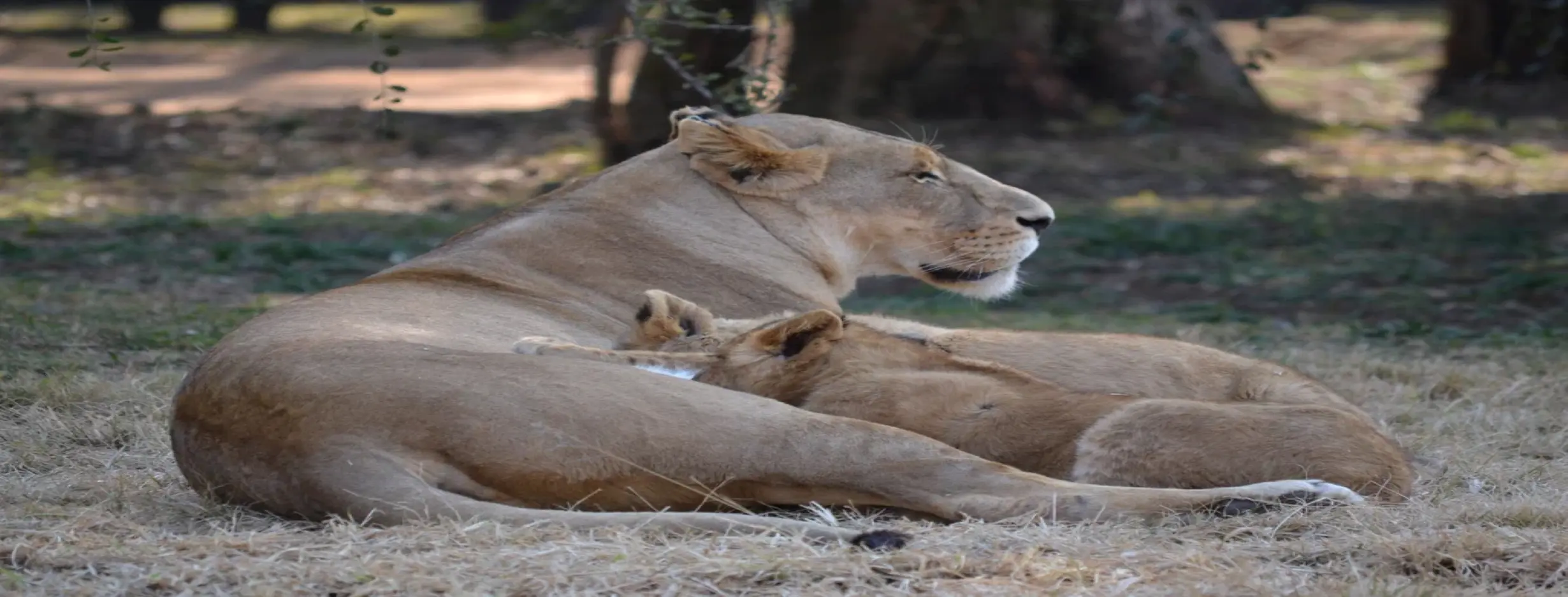 Image for Lion Park